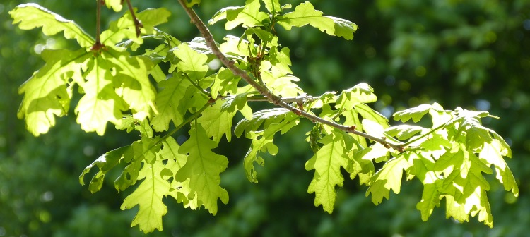 Bild "Willkommen:200521_WaldGD.jpg"